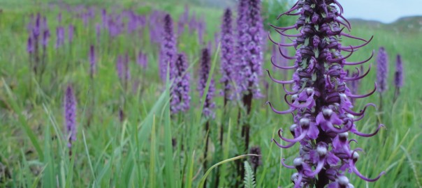 Wild Flowers in the San Juan Mountains