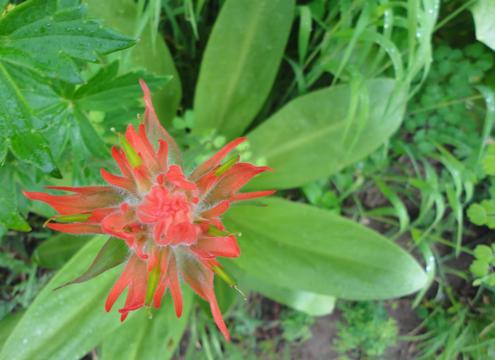 Indian paintbrush orange - Scott & Suzy's Southwest Living