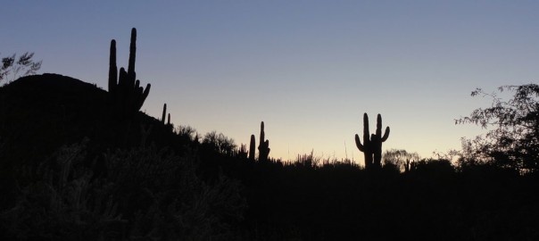 The beautiful desert