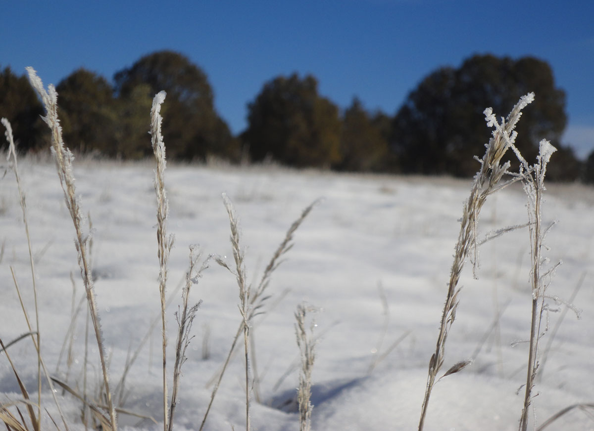 Frosty Morning Photos