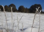 grass-frost-3