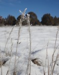 grass-frost