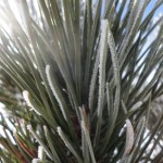 pine-tree-frost