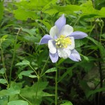 02-columbine-1