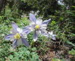 03-columbine-2