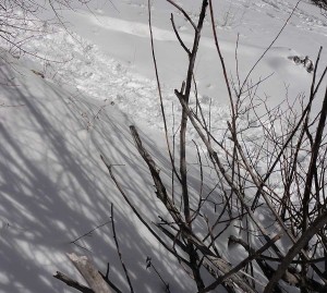 Branches and shadows